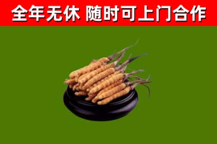 徐州市回收冬虫夏草