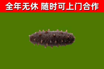 徐州市回收海参干